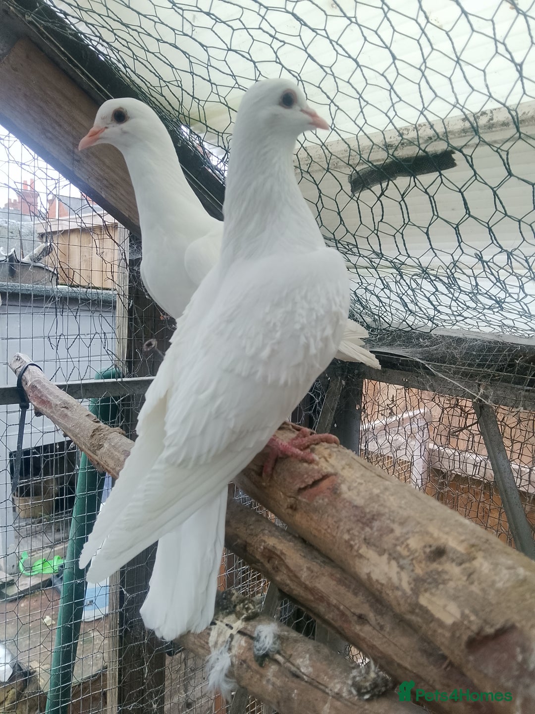 Pigeons birds for sale: Pigeon for sale - Advert 1