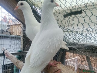 Pigeons birds Pigeon for sale - Advert 4