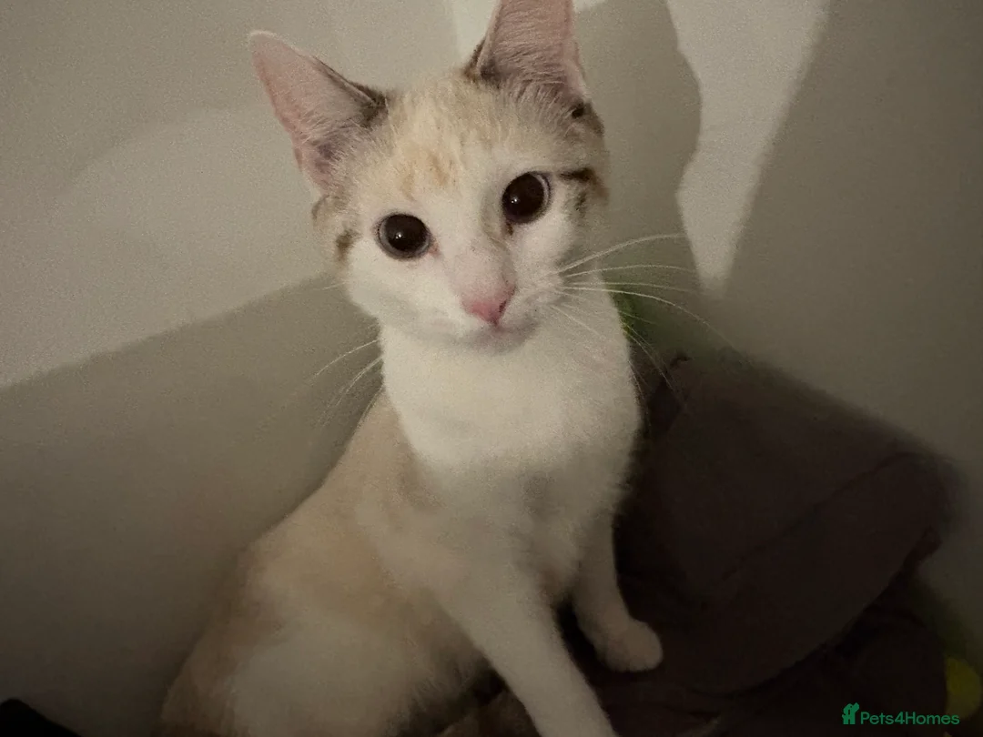 Mixed Breed cats for sale: Two Half Rag half Tabby kittens - Advert 2