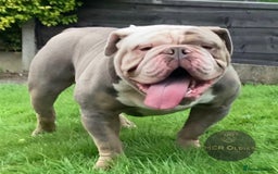 Olde English Bulldogge dogs for stud: Hip and Elbow Scored Bullguards Diego @ MCR Oldies in Bury - Image 3