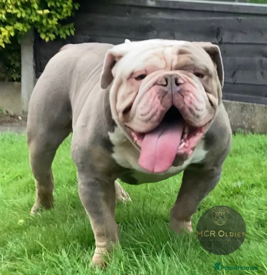 Olde English Bulldogge dogs for stud: Hip and Elbow Scored Bullguards Diego @ MCR Oldies in Bury - Advert 3