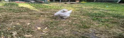 Chickens poultry for sale: La fleche and aracauna chicks - Advert 6
