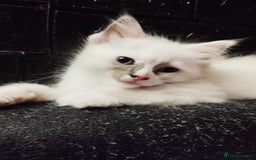 Ragdoll cats for sale: Traditional Ragdolls and Mink Ragdolls in Daventry - Image 22