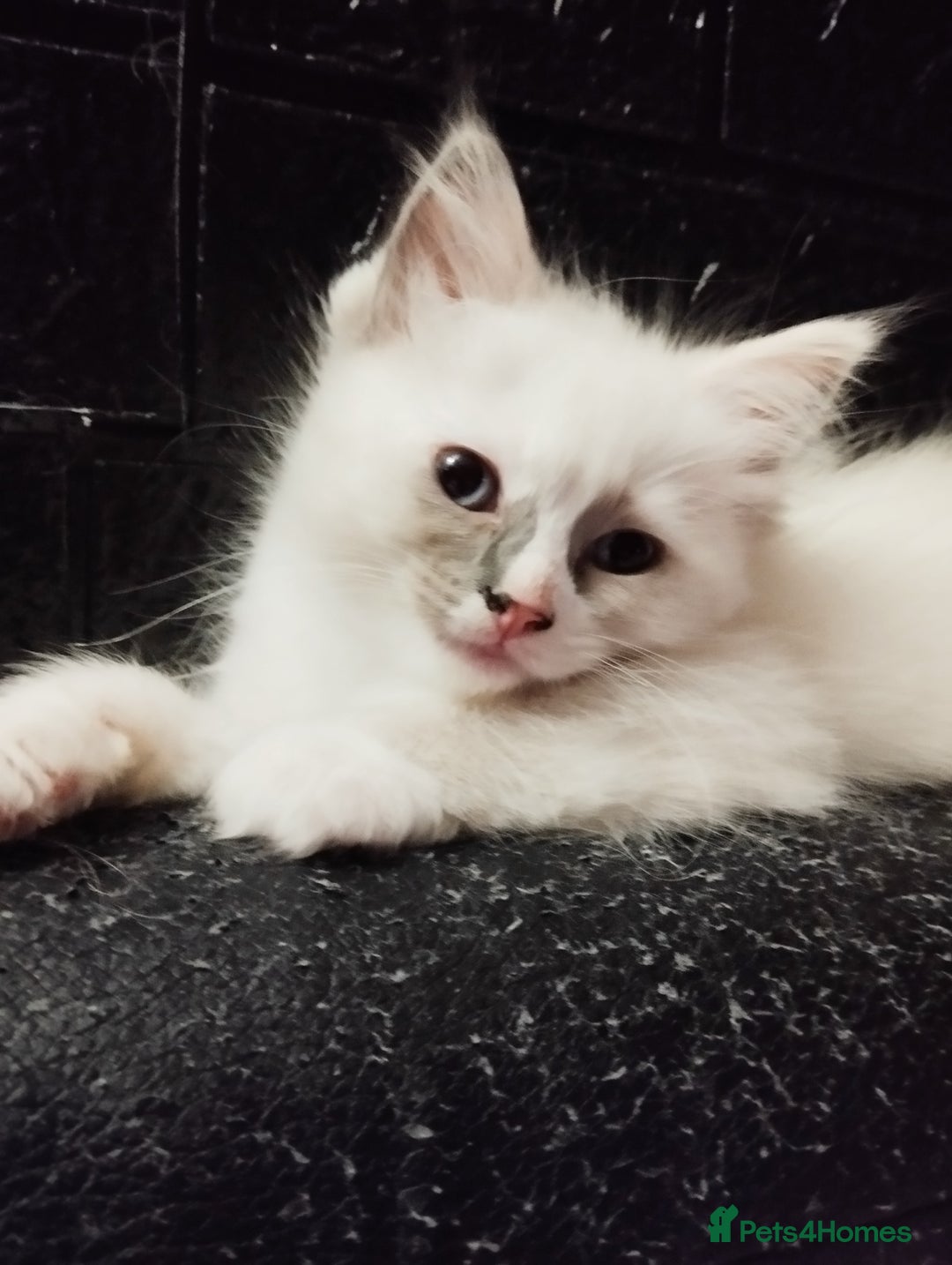 Ragdoll cats for sale: Traditional Ragdolls and Mink Ragdolls in Daventry - Image 22