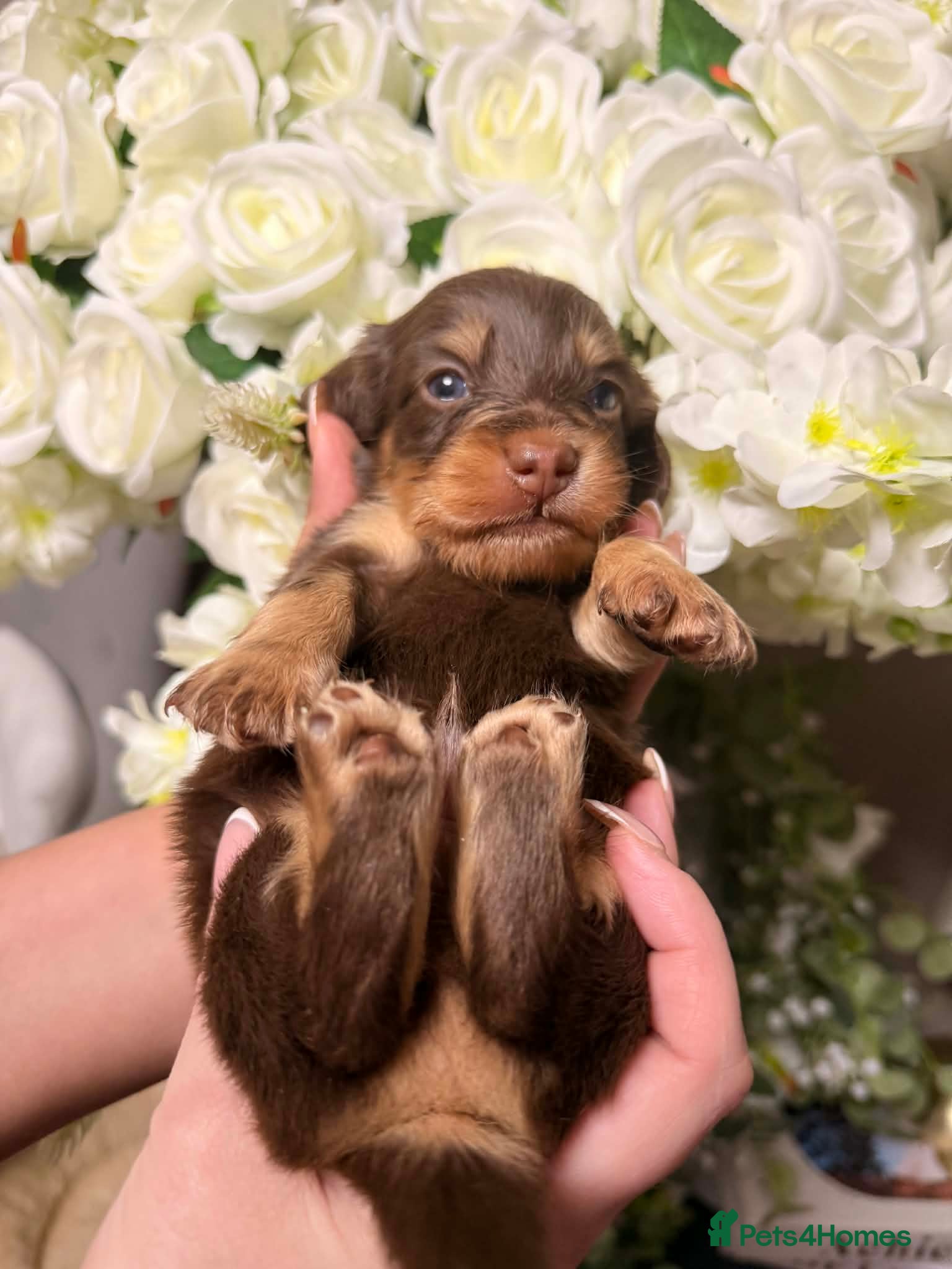 Miniature Dachshund dogs 🐾 Stunning Chocolate Cream Mini Longhair Boys ✨🐶 - Advert 4