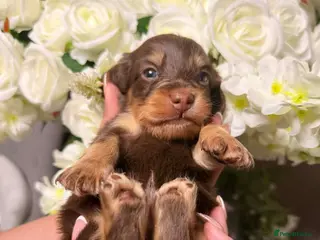 Miniature Dachshund dogs 🐾 Stunning Chocolate Cream Mini Longhair Boys ✨🐶 - Advert 4
