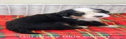 Bernese Mountain Dog dogs for sale: Beautiful Bernese Mountain Dog Puppies - Advert 9
