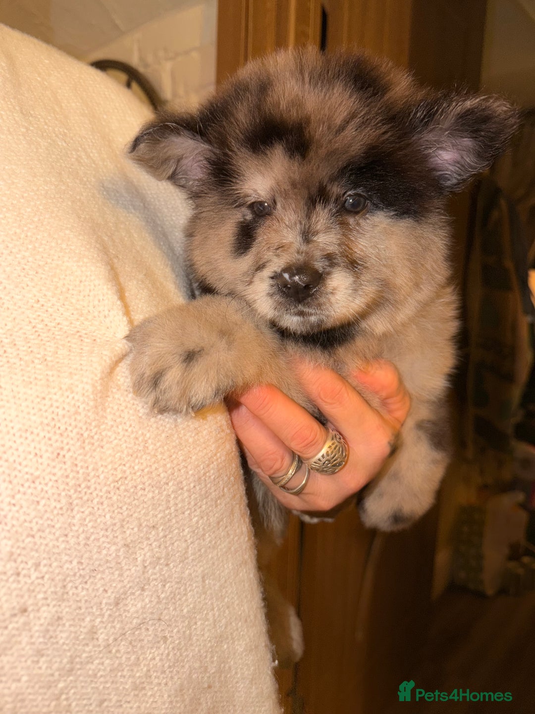 Mixed Breed dogs for sale: 🧸CHOW SHEPHERDS🧸 little bears ready now! - Advert 25