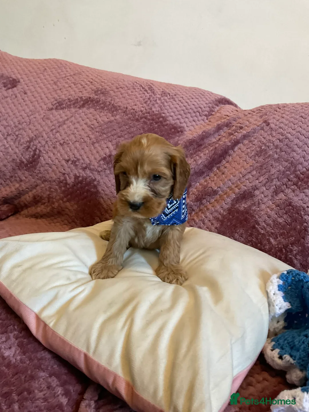 Cockapoo dogs for sale: 8 COCKAPOO PUPPIES 6 GIRLS 2 BOYS READY NOW - Advert 12