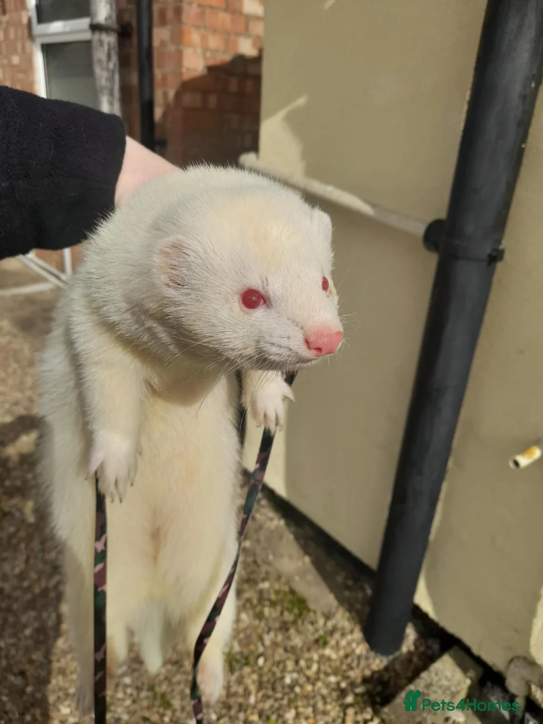Ferret rodents for sale: Intact Male Albino Ferret - Advert 3