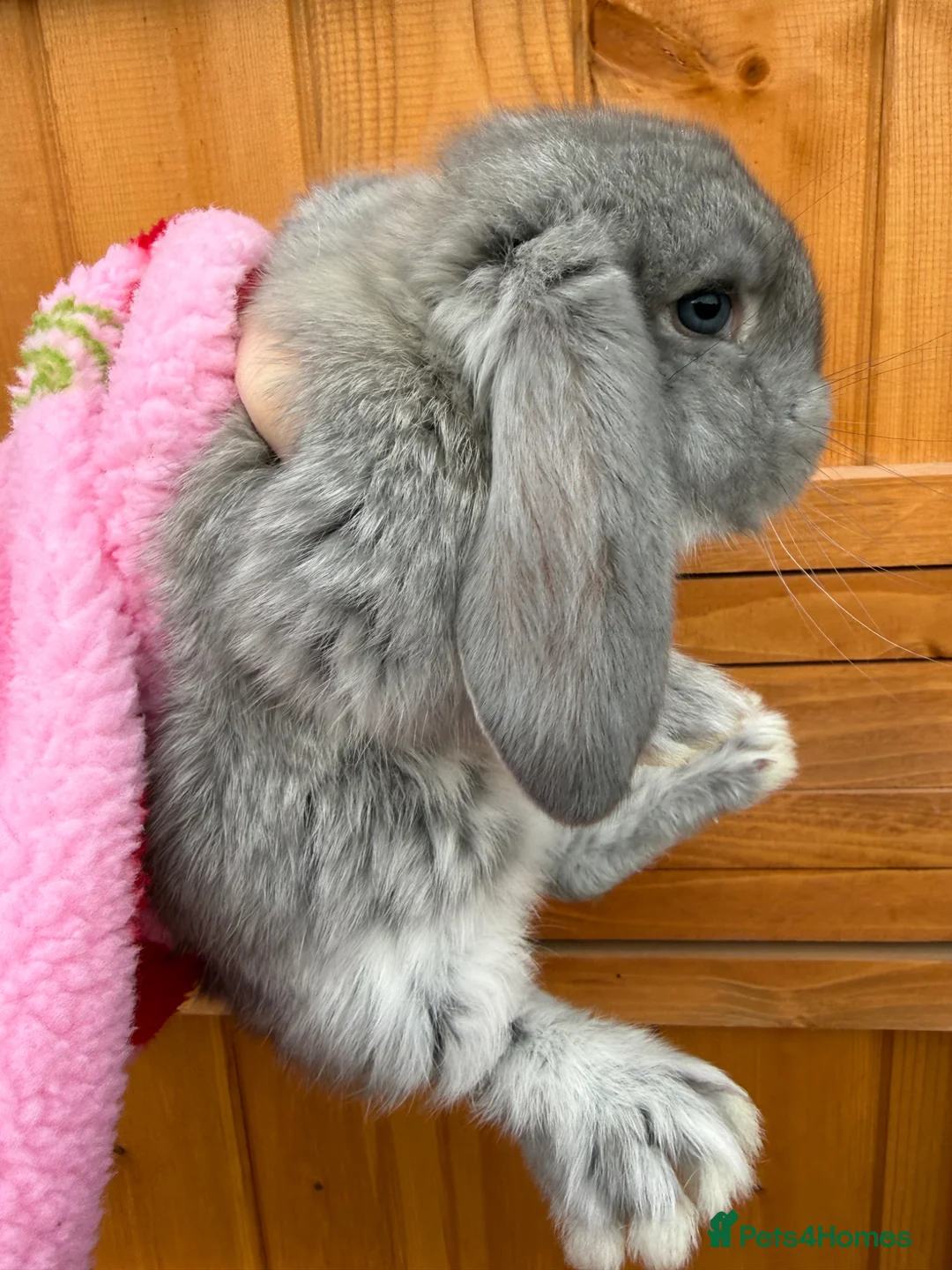 French Lop rabbits for sale: French Lop rabbits - Moorside Lops  - Advert 2