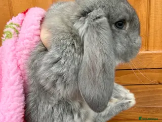 French Lop rabbits French Lop rabbits - Moorside Lops - Advert 5