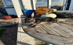 Rex rabbits for sale: Rex Standard Kits available  - Advert 4