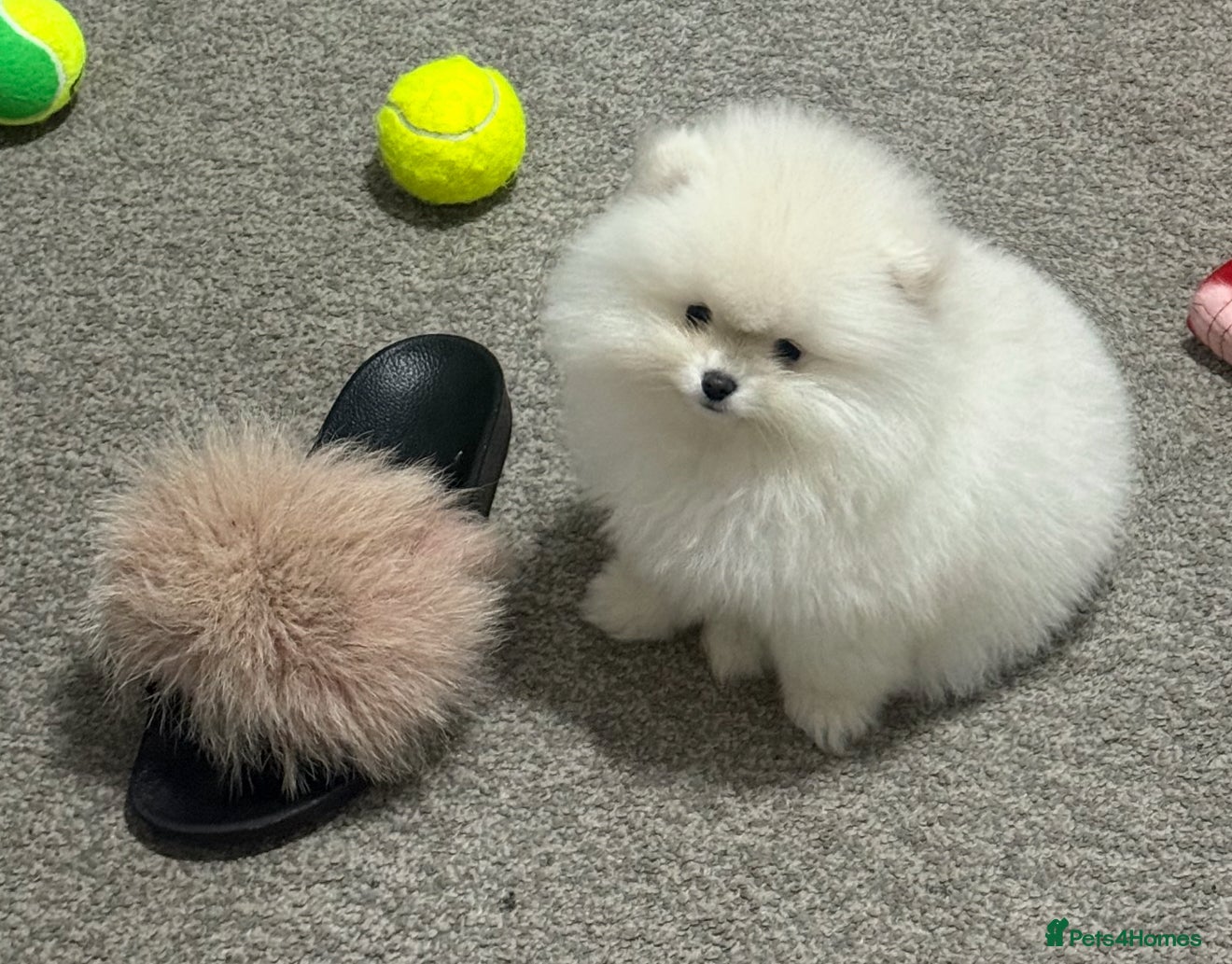 Pomeranian dogs Luxury xxs mini pedigree russian toy Pomeranian - Advert 11