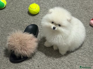 Pomeranian dogs Luxury xxs mini pedigree russian toy Pomeranian - Advert 4