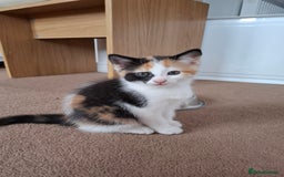 Mixed Breed cats for sale: Kittens  - Image 5