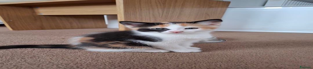 Mixed Breed Kitten 3