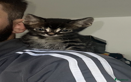 Bengal cats for sale: HALF BENGAL KITTENS FOR SALE  - Image 3