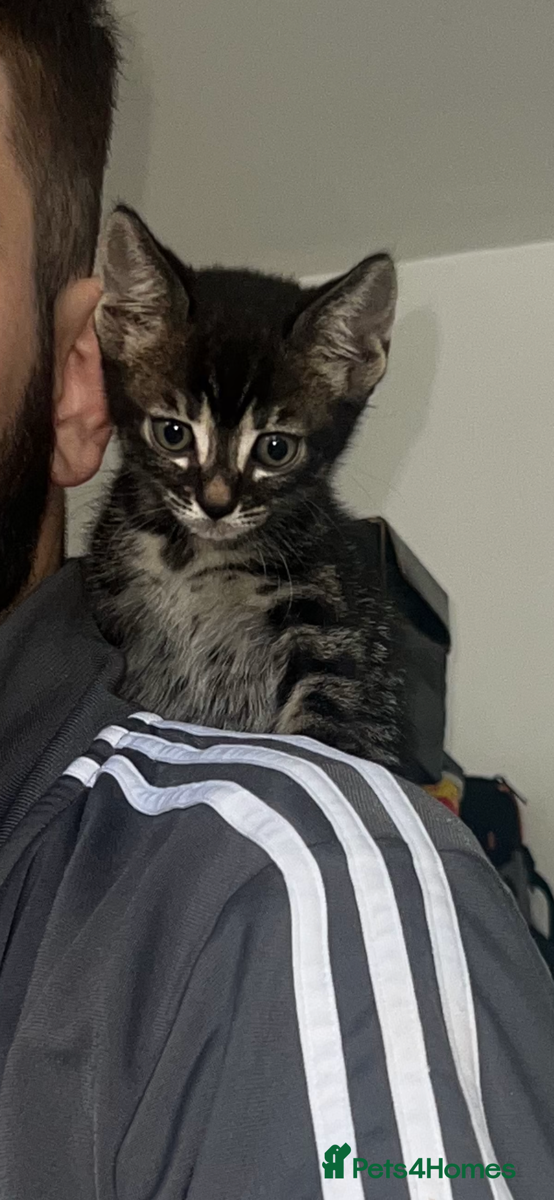 Bengal cats for sale: HALF BENGAL KITTENS FOR SALE  - Image 3