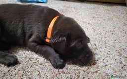 Labrador Retriever dogs for sale: Pedigree Labrador puppies - strong and healthy  - Advert 3