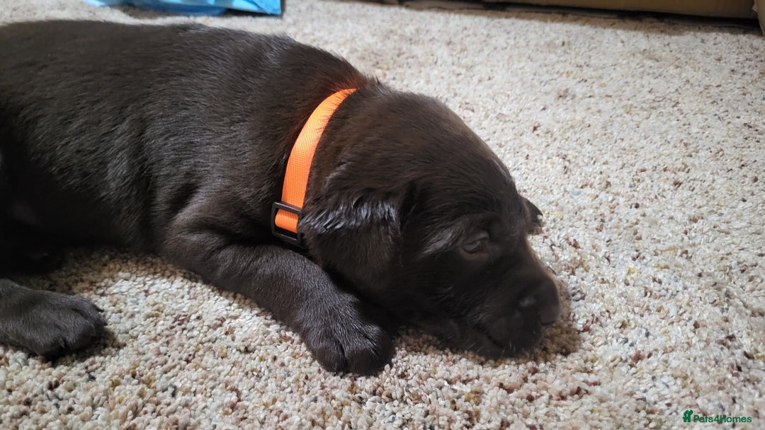 Labrador Retriever dogs for sale: Pedigree Labrador puppies - strong and healthy  - Advert 3