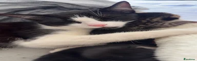 Domestic Shorthair 1