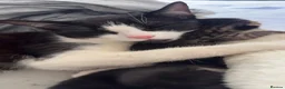 Domestic Shorthair cats for sale: Looking to rehome mother and kittens in Cambridge - Advert 9
