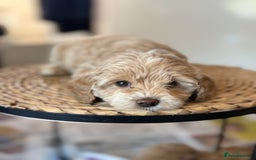Mixed Breed dogs for sale: Toy Maltipoo X Miniature Labradoodle Puppies - Image 11