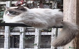 Mixed Breed cats for sale: Beautiful Perdoll Kittens🐾 - Advert 14