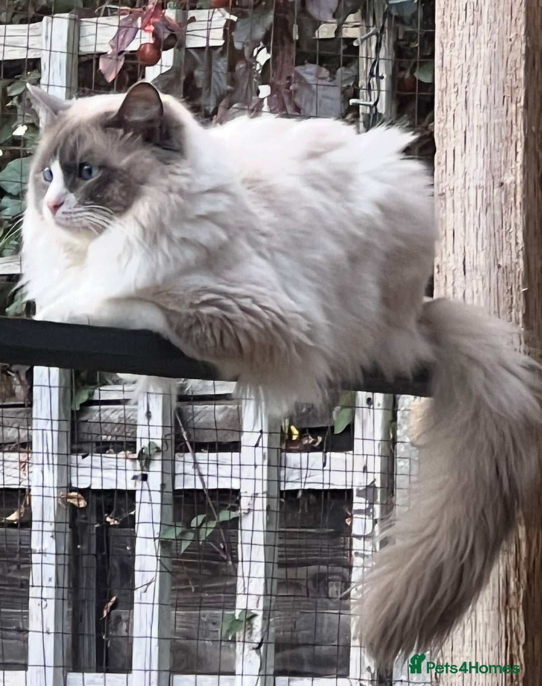 Mixed Breed cats for sale: Beautiful Perdoll Kittens🐾 - Advert 14