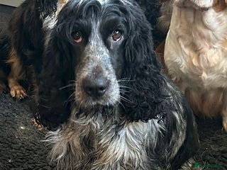 Cocker Spaniel dogs - Advert 8