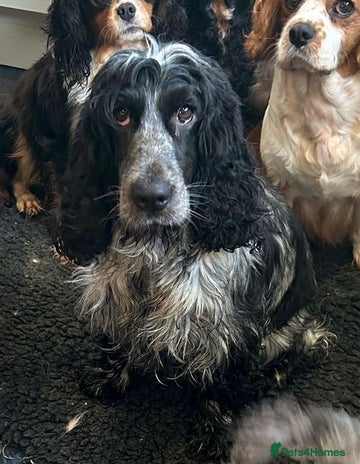 Cocker Spaniel dogs - Advert 7