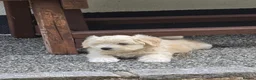 Mixed Breed dogs for sale: Bichon  in Brentwood - Advert 15