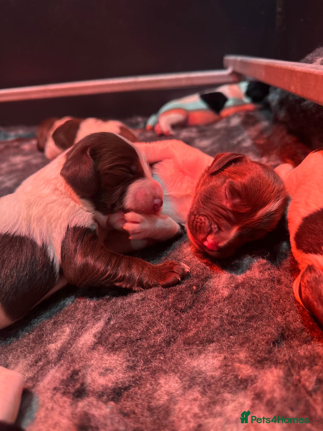 English Springer Spaniel dogs for sale: KC English Springer Spaniels  - Advert 11