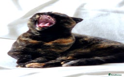 Scottish Fold cats for sale: Tortie girl, wonderful personality, 1.5years old - Advert 15