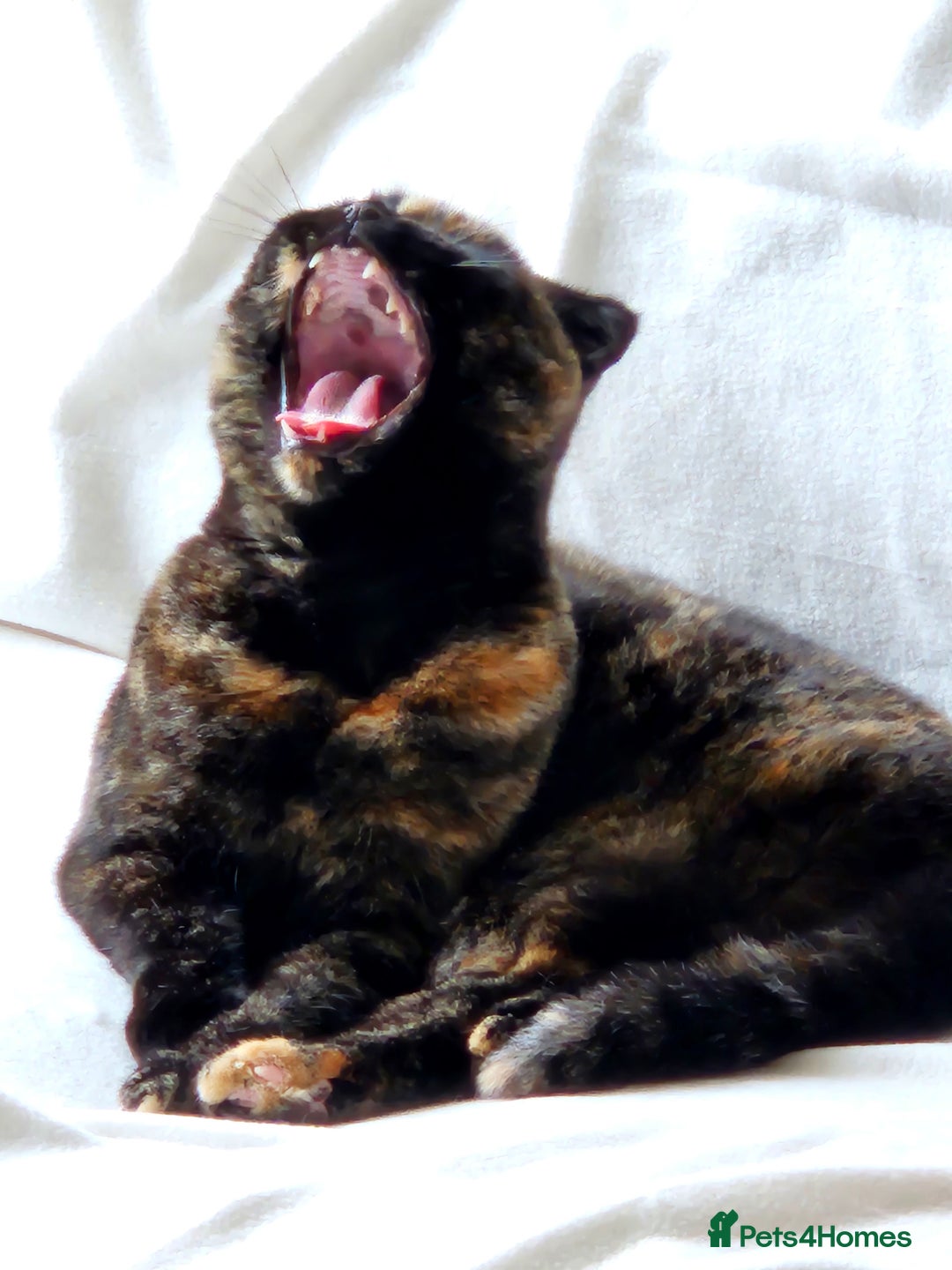 Scottish Fold cats for sale: Tortie girl, wonderful personality, 1.5years old - Advert 15