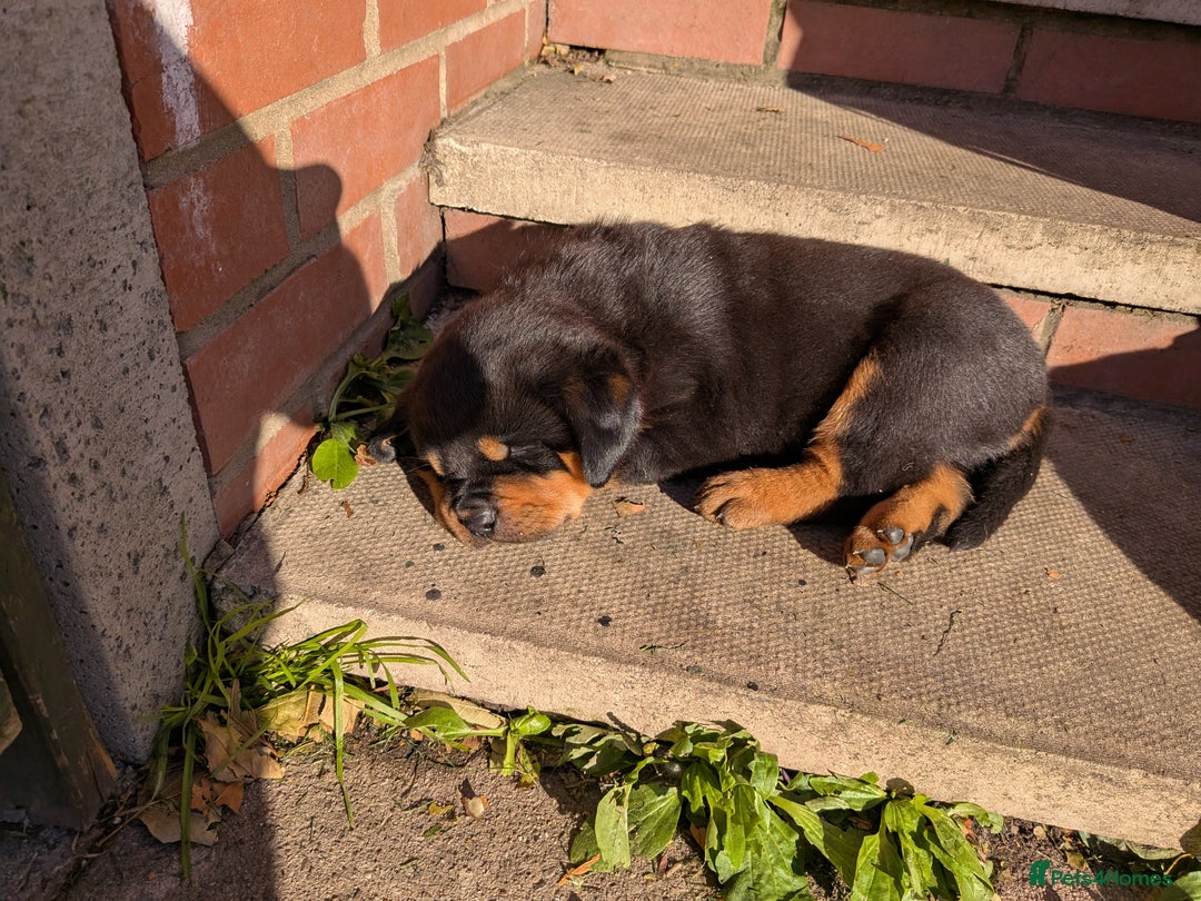 Rottweiler dogs for sale: Exclusive UK Rottweiler Puppy Champion Bloodlines - Image 28