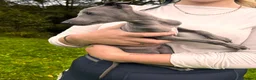 Italian Greyhound dogs for sale: KC Registered Italian Greyhounds Puppies - Advert 2
