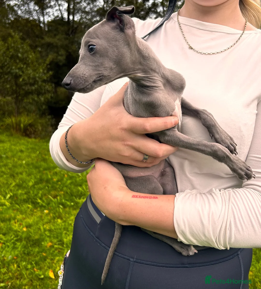 Italian Greyhound dogs for sale: KC Registered Italian Greyhounds Puppies - Advert 2