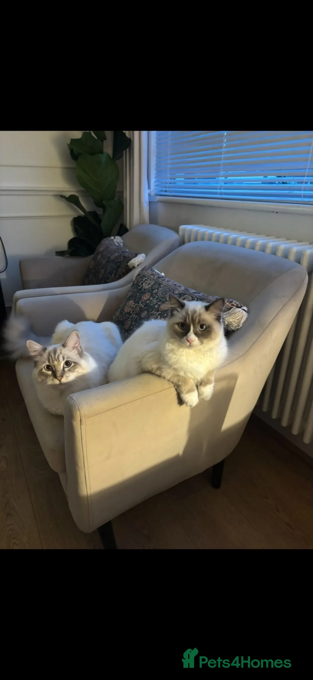 Ragdoll cats for sale: Ragdoll kittens in Sandwich - Advert 2
