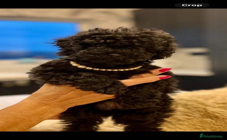 Toy Poodle dogs - Advert 2