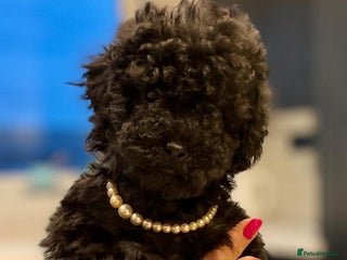 Toy Poodle dogs - Advert 16