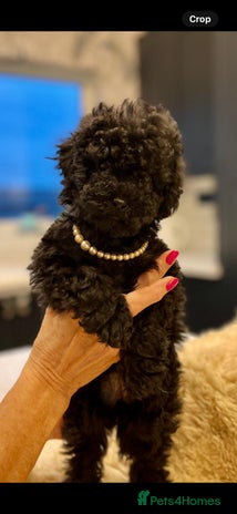 Toy Poodle dogs - Advert 1