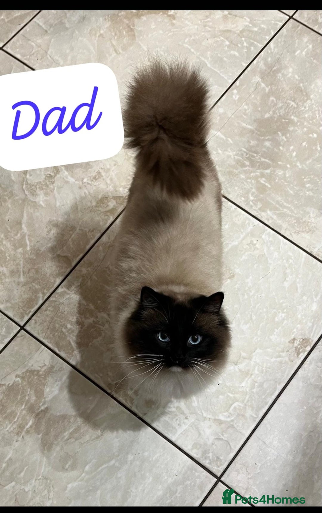 Ragdoll cats for sale: Beautiful pure ragdoll kittens  - Advert 10