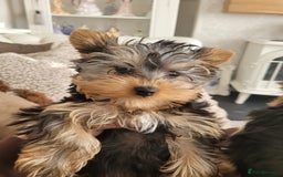 Yorkshire Terrier dogs for sale: Beautiful yorkies - Image 2