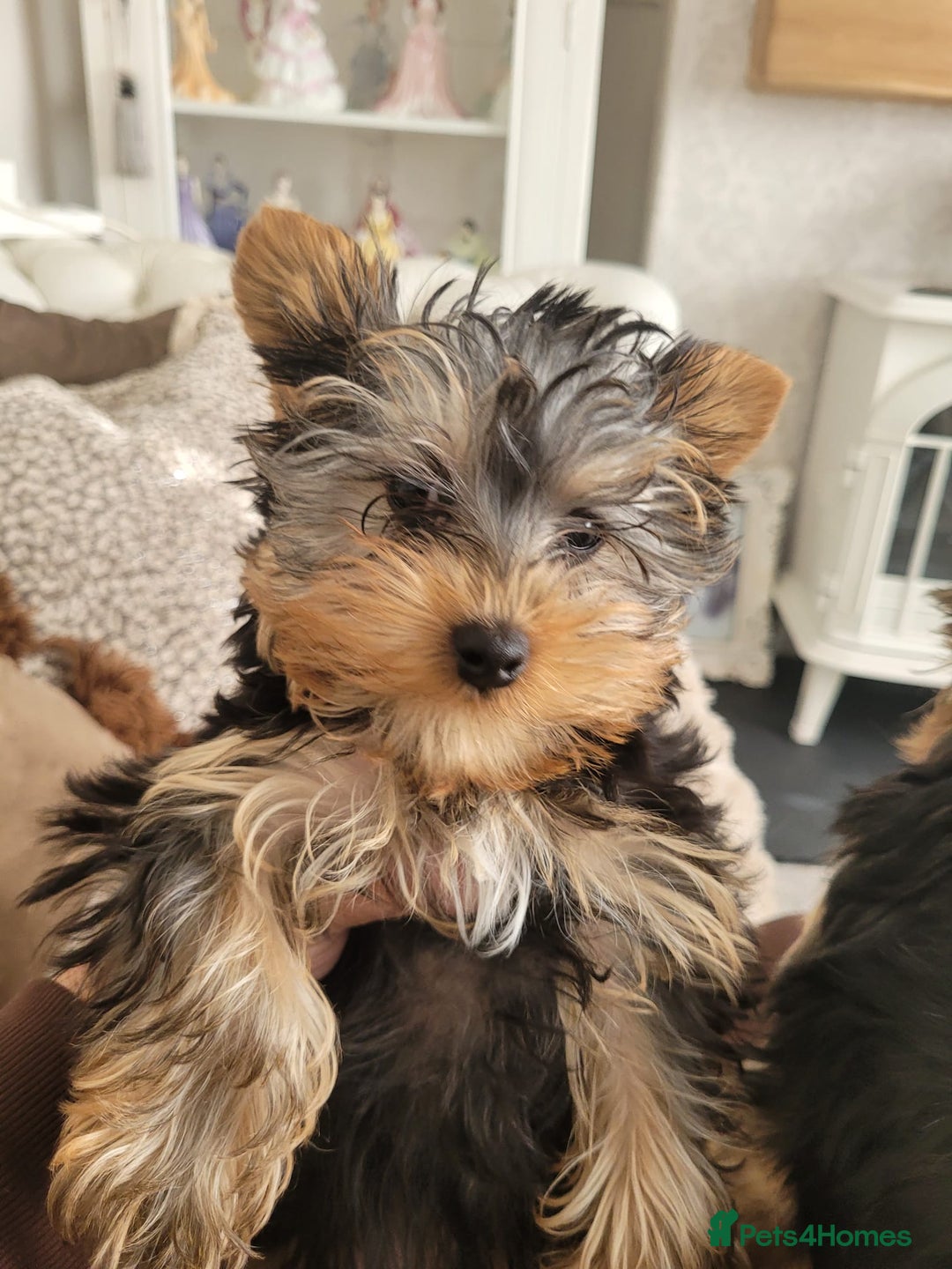 Yorkshire Terrier dogs for sale: Beautiful yorkies - Image 2