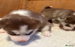 Siberian Husky dogs for sale: Red puppies - Image 4