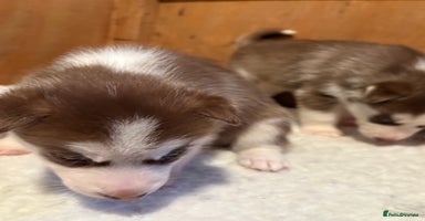 Siberian Husky dogs - Advert 10