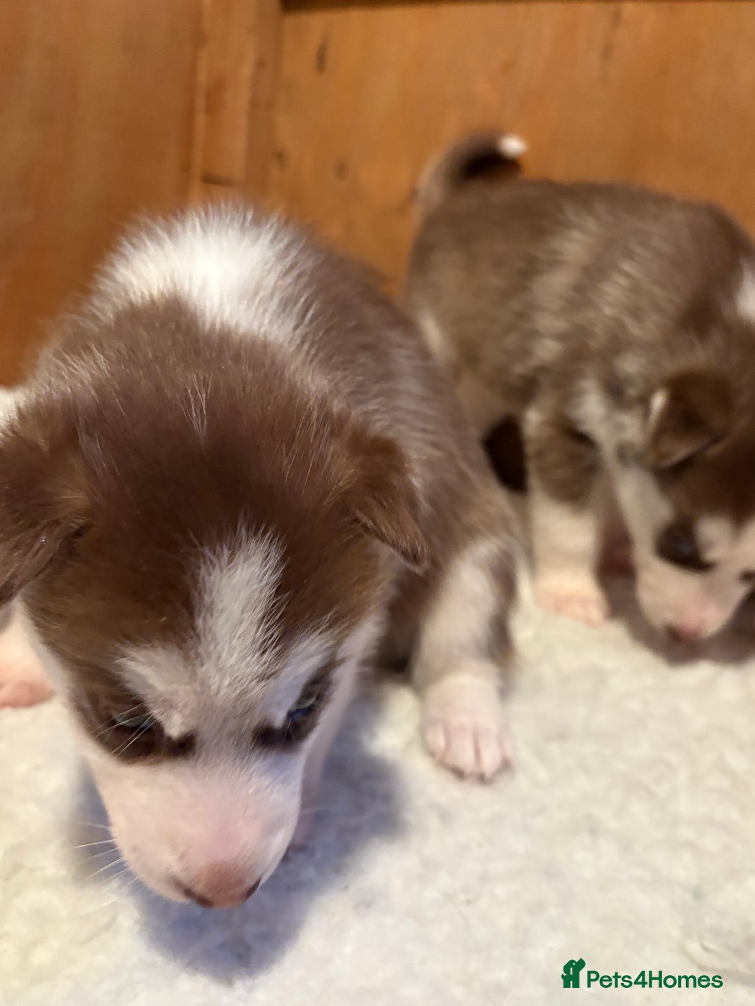 Siberian Husky dogs for sale: Red puppies - Image 4