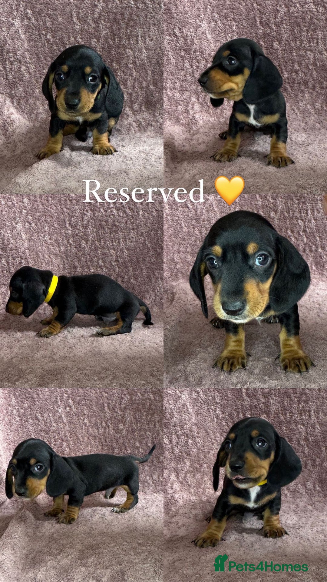 Miniature Dachshund dogs for sale: 🐾KC Reg Miniature Dachshund - READY NOW! 1 LEFT! - Image 12